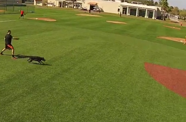 man about to throw frisbee to dog in field