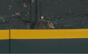 up close of possum on stadium ledge